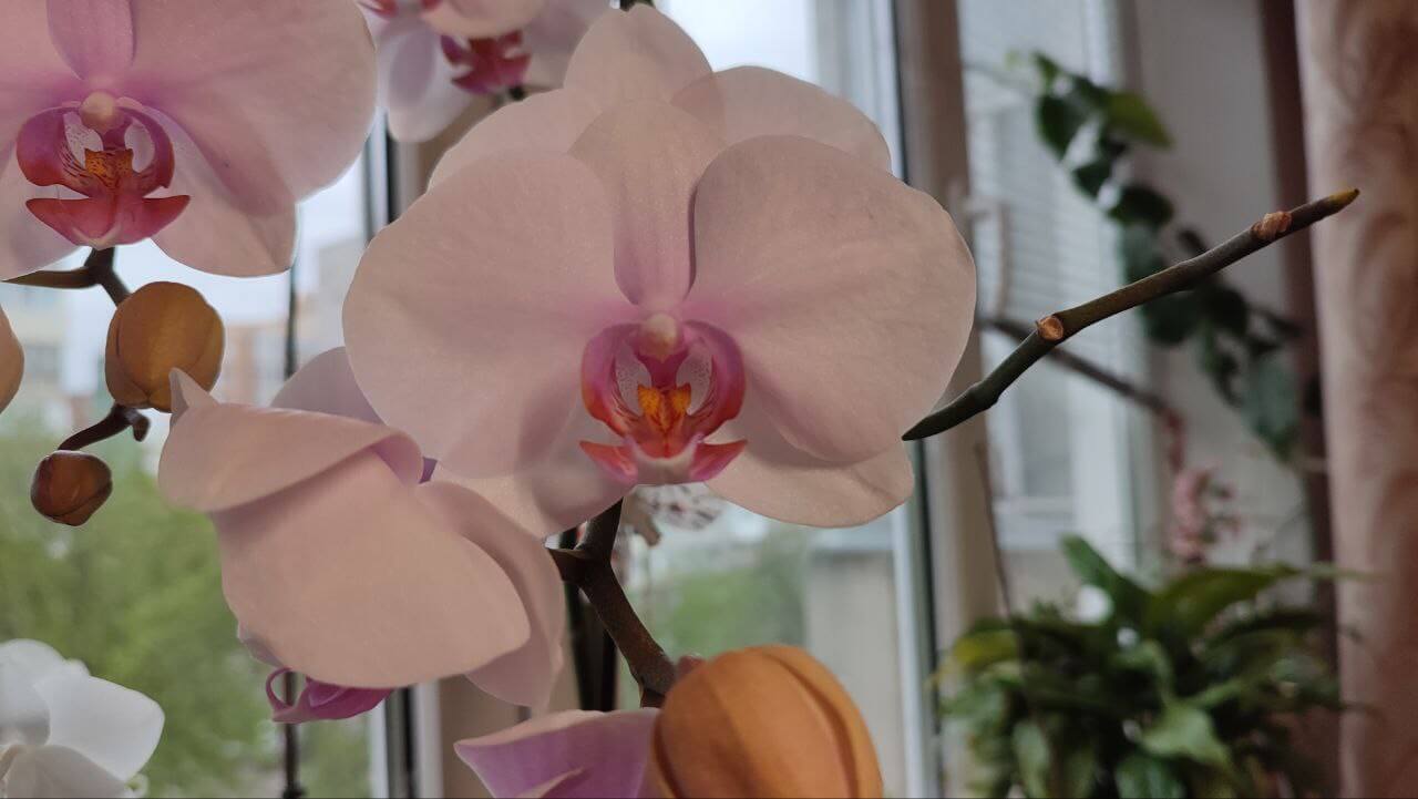 Де поставити орхідею у квартирі