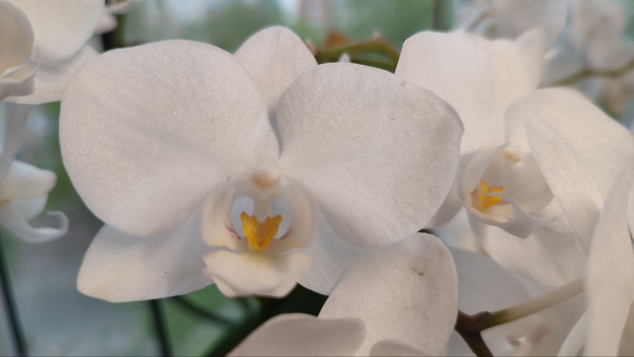 Поради з догляду за орхідеями