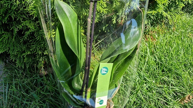 Приклад здорового листя орхідеї
