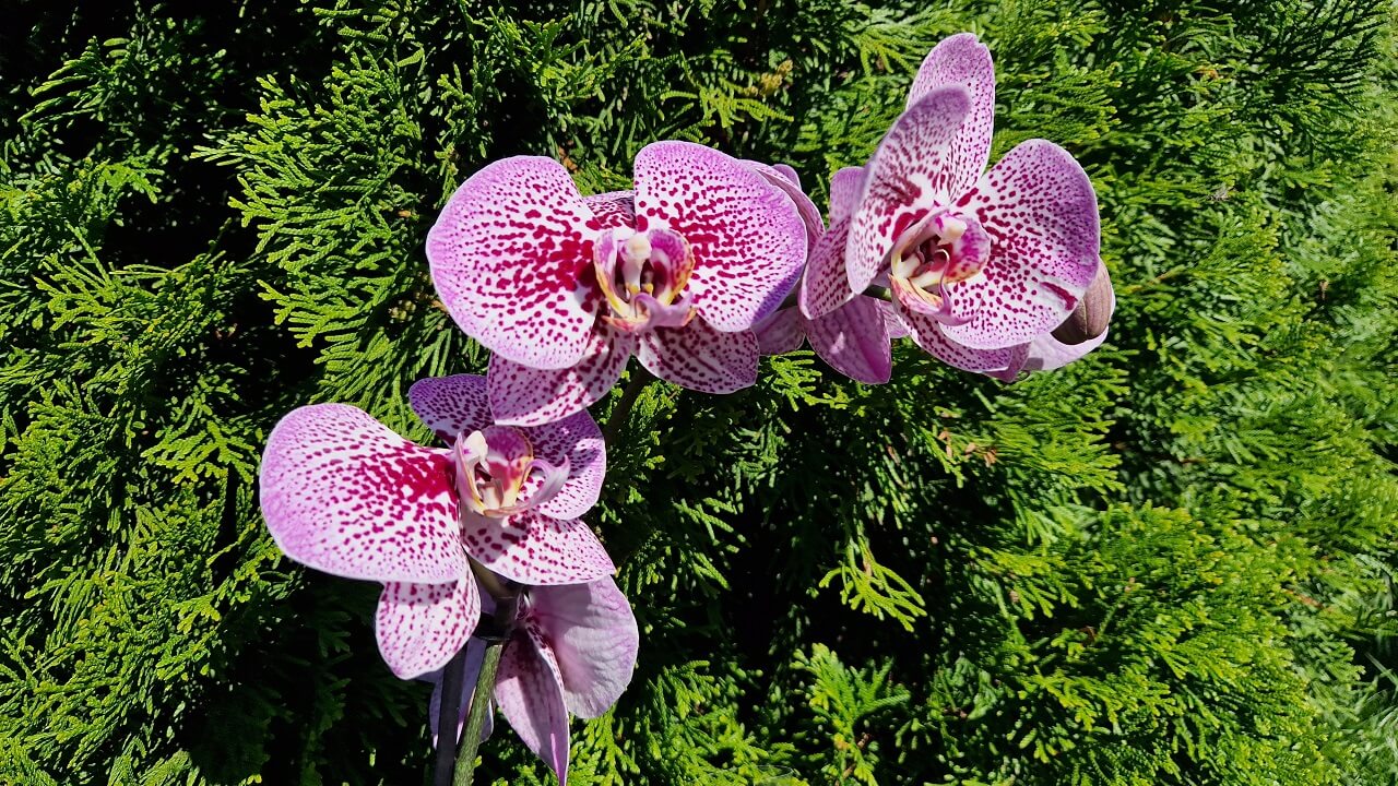 Як доглядати за орхідеями в домашніх умова