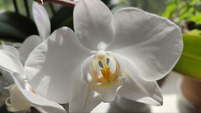Догляд за орхідеями в домашніх умовах
