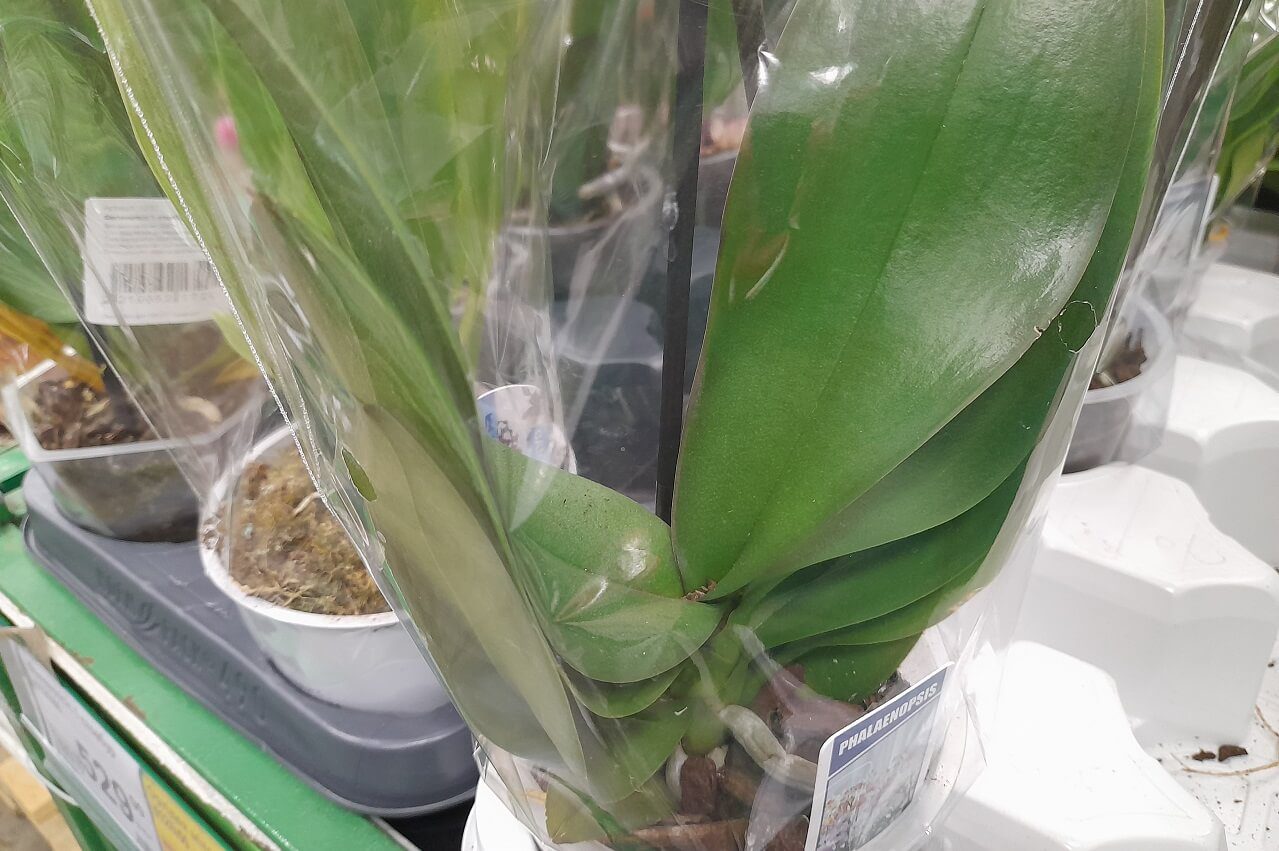 Здорове листя орхідеї