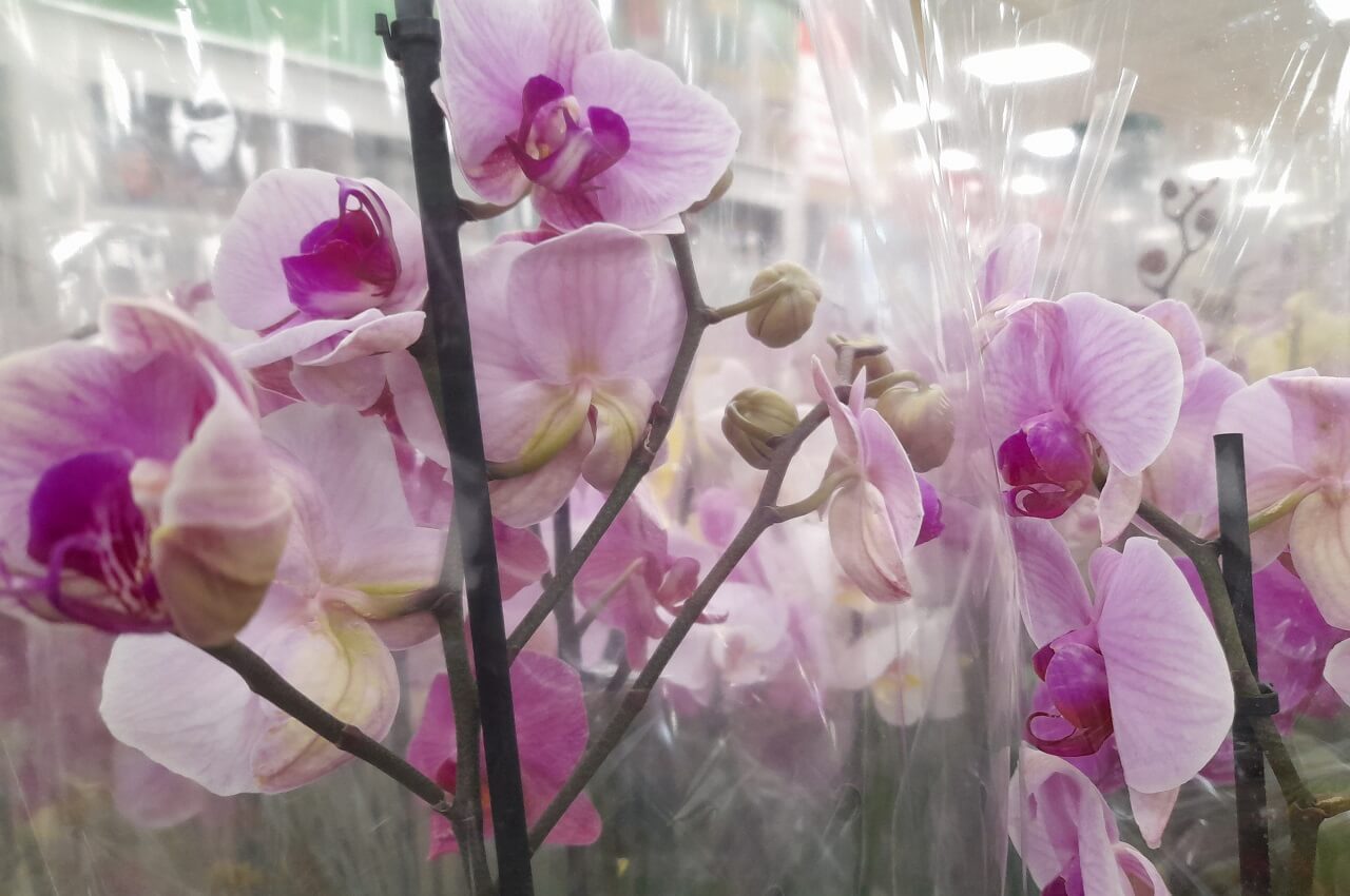 Здорове стебло орхідеї
