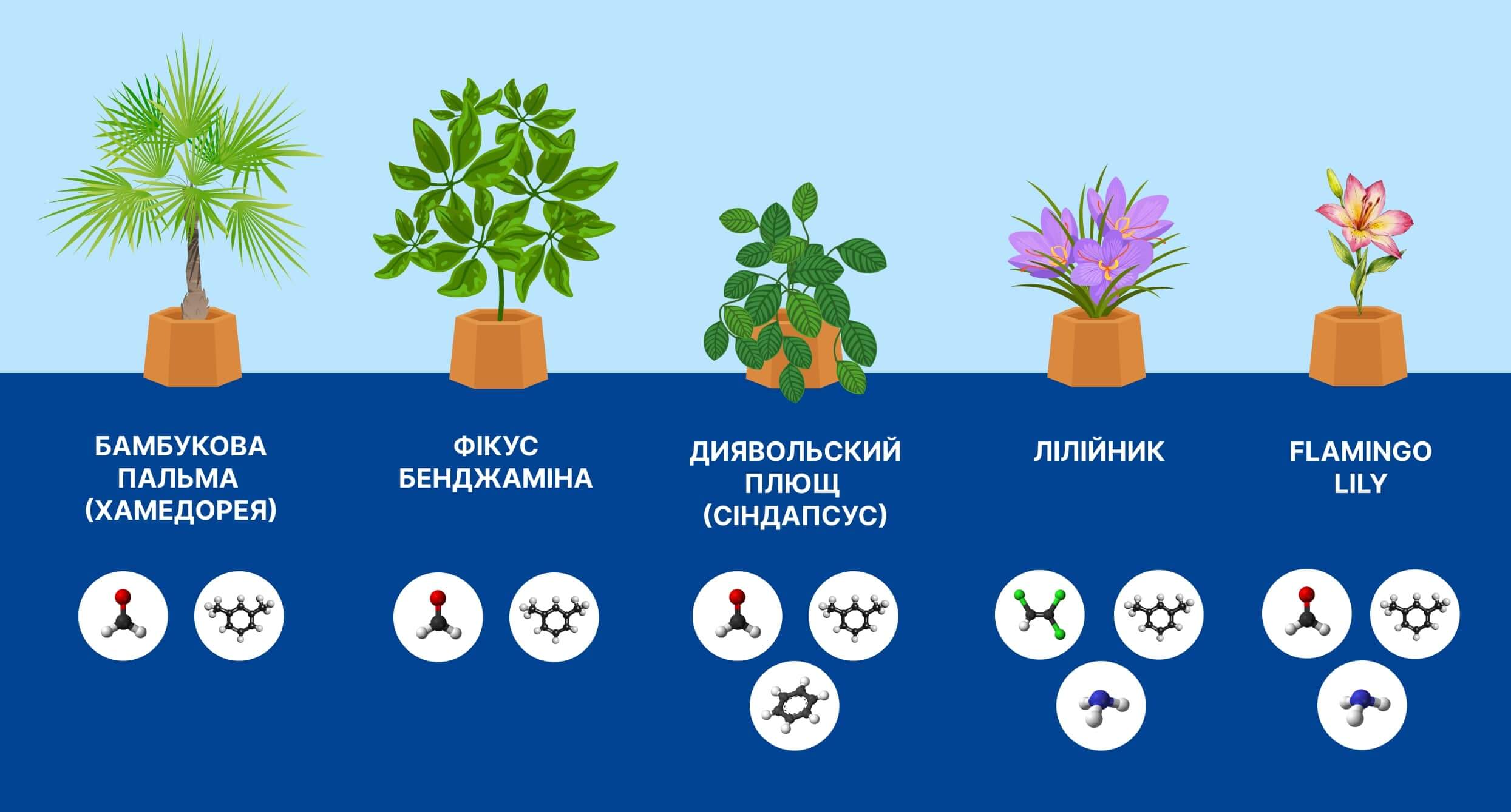Перелік кімнтаних рослин для очищення повітря