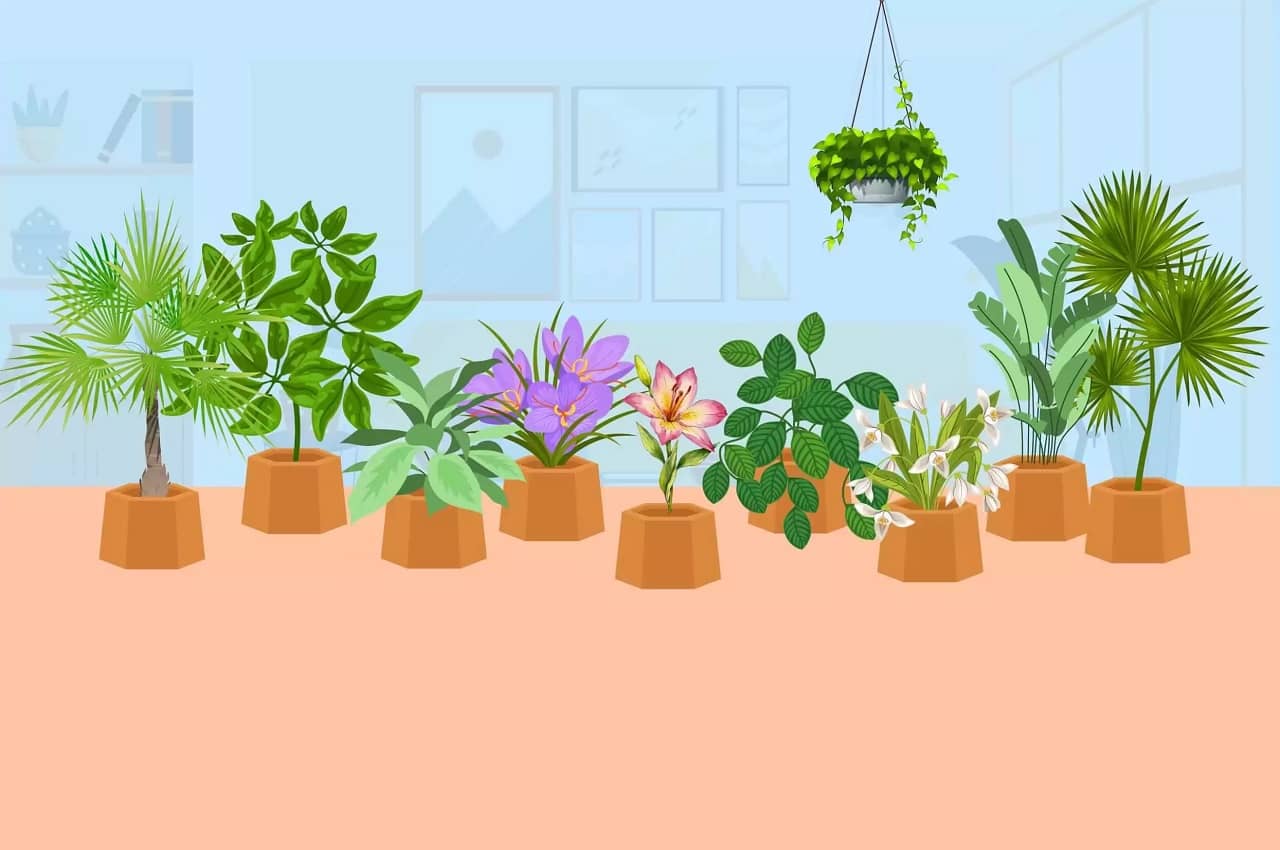 Які рослини найкраще очищують повітря