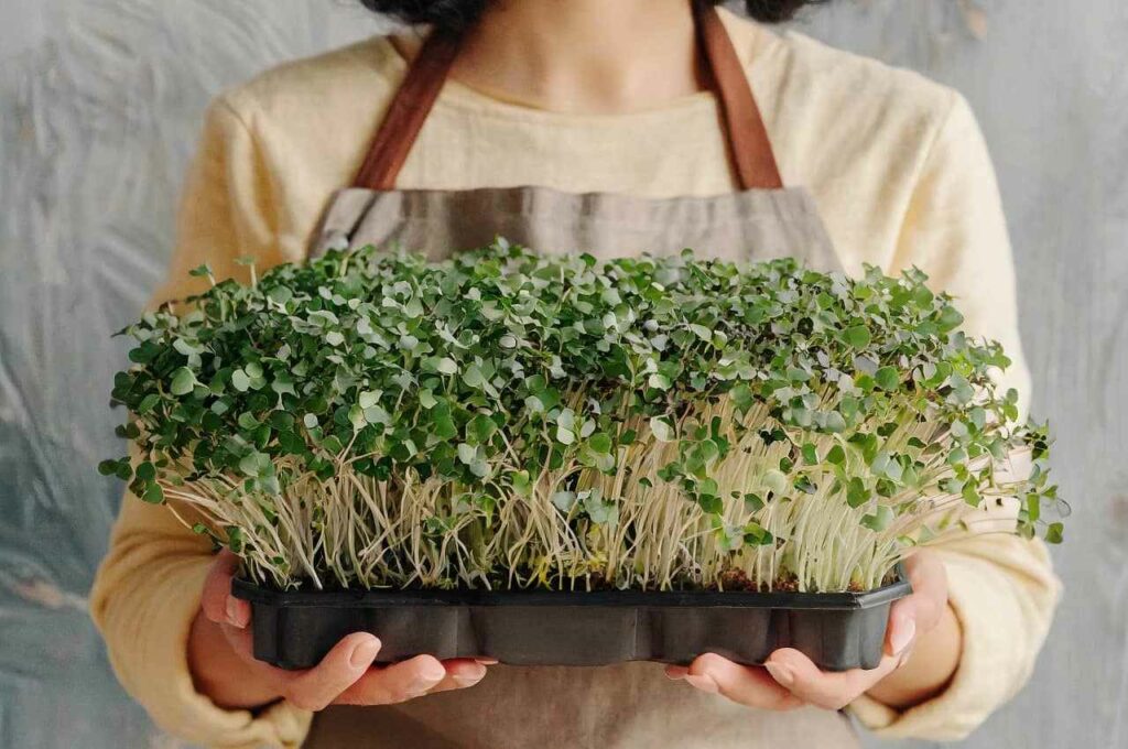 Як вирощувати мікрозелень