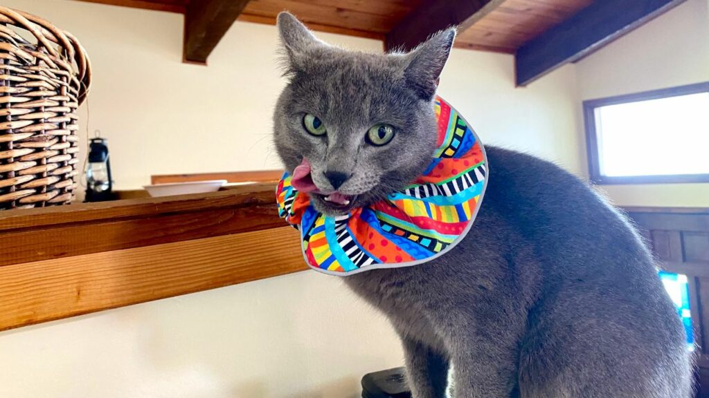 Подорож з кішкою