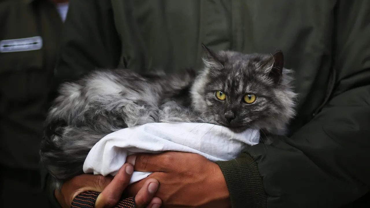 Збираємося у відпустку з кішкою