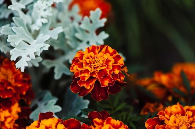 Чай з чорнобривців лікувальні властивості