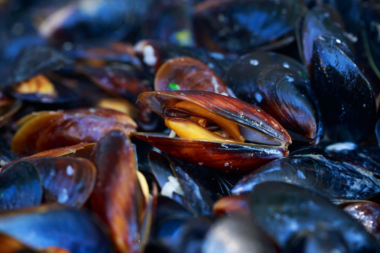 Чим корисні мідії