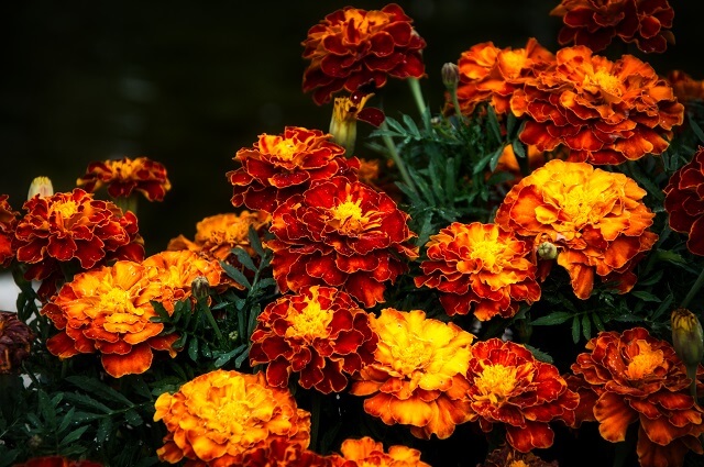 Як пити чай з чорнобривців