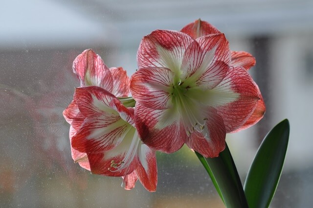 Амаріліс фото