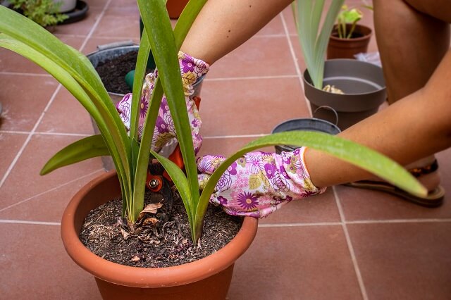 Амариліс догляд