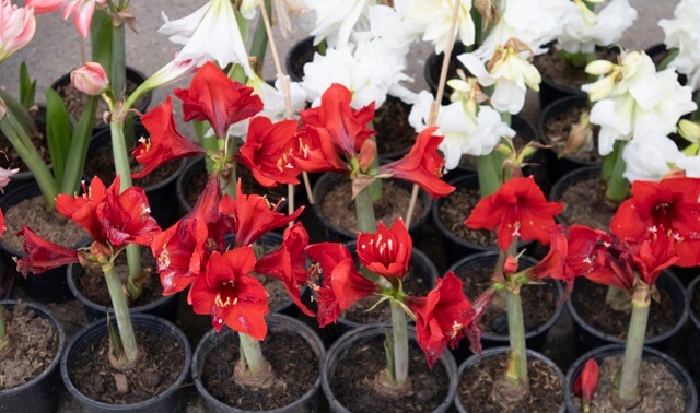 Амариліс як садити