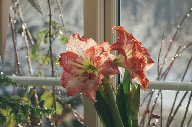 Чому не цвіте амариліс