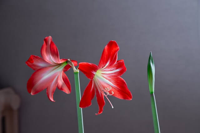 Гіпеаструм