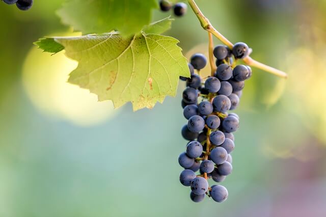 Синій виноград користь