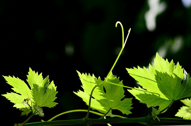 Виноградне листя користь