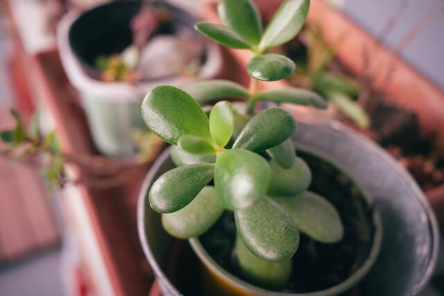 Грошове дерево догляд