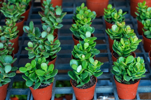 Грошове дерево види