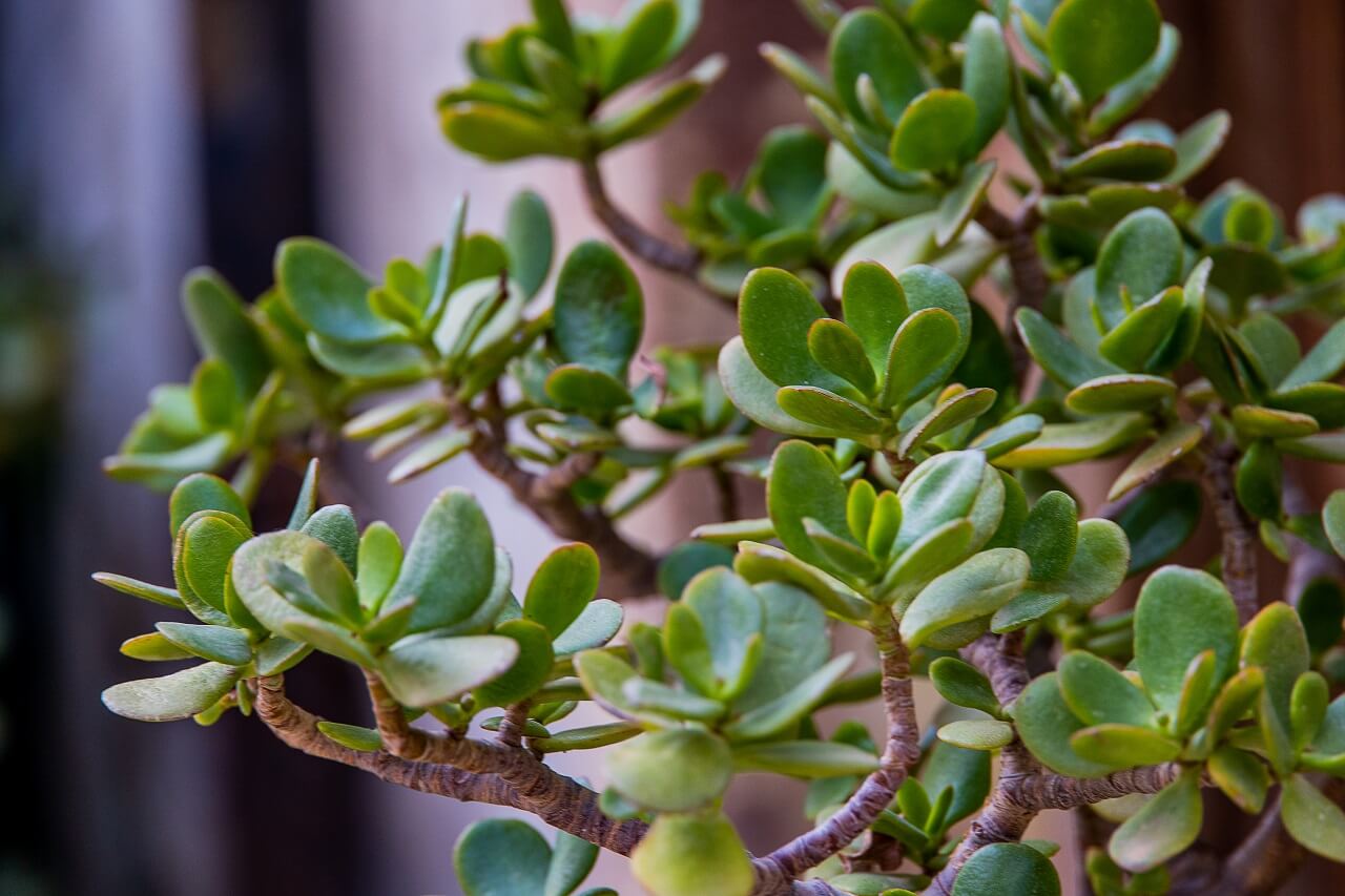 Грошове дерево