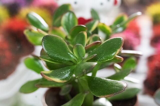 Хвороби грошового дерева