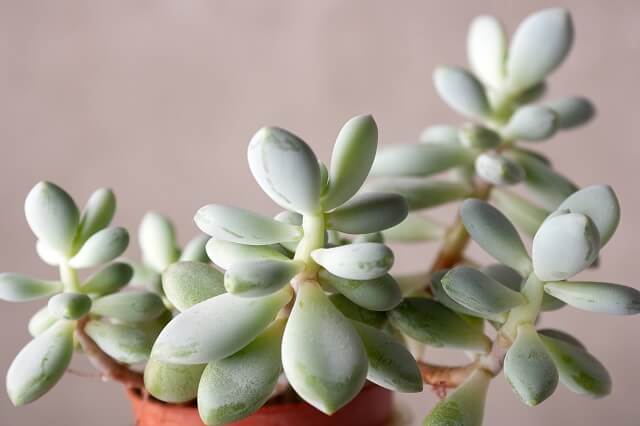 Як відновити грошове дерево