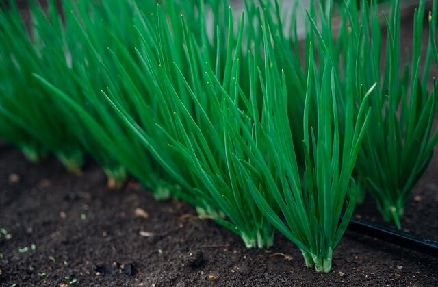 Чи можна їсти зелену цибулю щодня