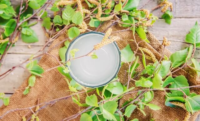 Як утворюється березовий сік в дереві