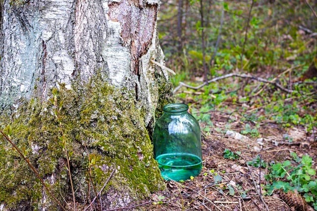 Як утворюється березовий сік в дереві
