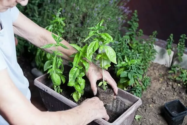 Підкормка розсади перцю